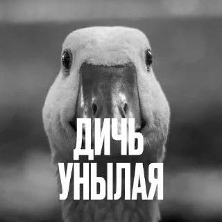 😕 Стикер «Креативно Ругаем Студентов» для Telegram