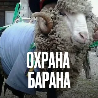 🐏 Стикер «Креативно Ругаем Студентов» для Telegram