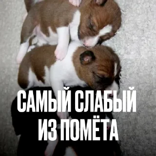 🤧 Стикер «Креативно Ругаем Студентов» для Telegram