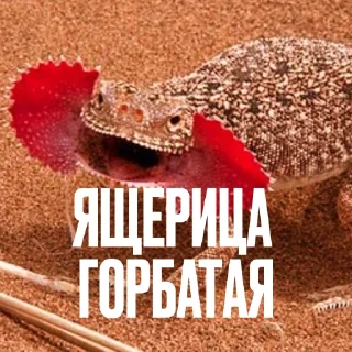 🦎 Стикер «Креативно Ругаем Студентов» для Telegram