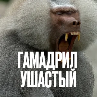 🙉 Стикер «Креативно Ругаем Студентов» для Telegram