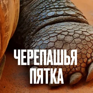 🐢 Стикер «Креативно Ругаем Студентов» для Telegram