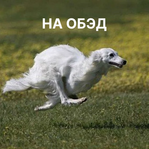 Стикерпак носатый пак для Telegram