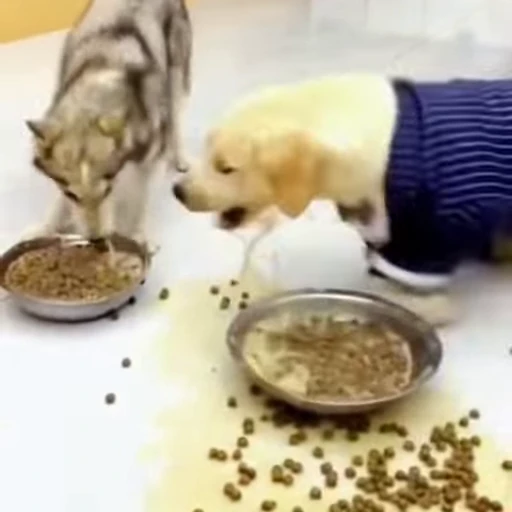 🐕 Стикер «Рыбки и животные» для Telegram