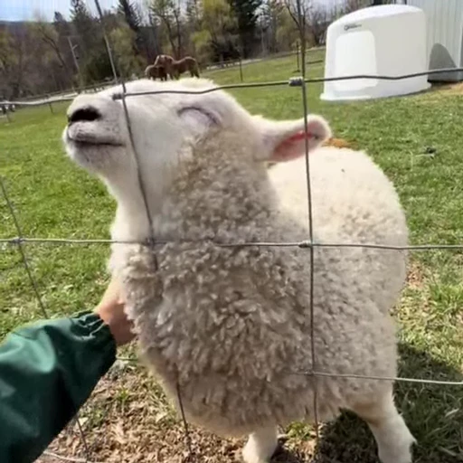 🐏 Стикер «Рыбки и животные» для Telegram