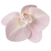 🍥 Эмодзи «pink flora» для Telegram