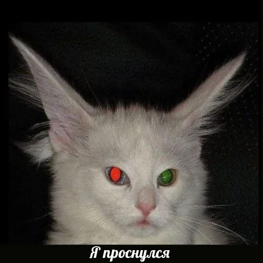 😴 Стикер «Sashimi» для Telegram