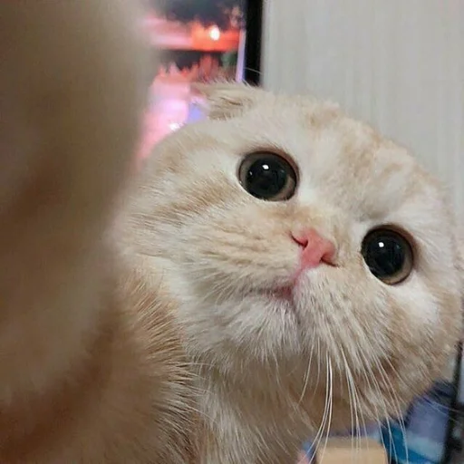 🥺 Стикер «Sashimi» для Telegram