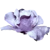 🤩 Эмодзи «sacura» для Telegram