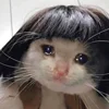 🥺 Эмодзи «sadcatemoji» для Telegram