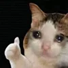 🥺 Эмодзи «sadcatemoji» для Telegram