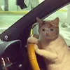 🚘 Эмодзи «sadcatemoji» для Telegram