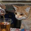 🥃 Эмодзи «sadcatemoji» для Telegram