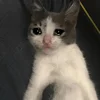 🥺 Эмодзи «sadcatemoji» для Telegram
