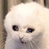 🥺 Эмодзи «sadcatemoji» для Telegram