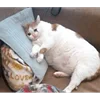 🛏 Эмодзи «sadcatemoji» для Telegram