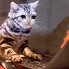 💻 Эмодзи «sadcatemoji» для Telegram