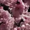 ⭐️ Эмодзи «sub» для Telegram