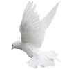 🕊 Эмодзи «angel» для Telegram