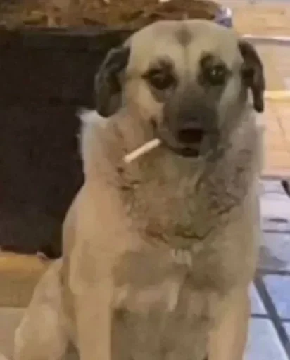 🚬 Стикер «salevers» для Telegram