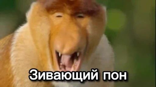 Стикерпак Пон для Telegram — скачать