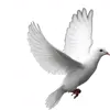 🕊 Эмодзи «gray emoji» для Telegram