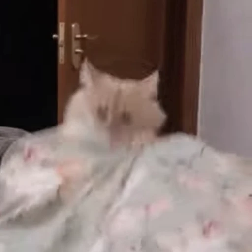 🤞 Стикер «Scchizoid» для Telegram