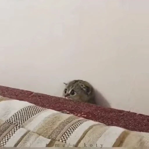 🤞 Стикер «Scchizoid» для Telegram