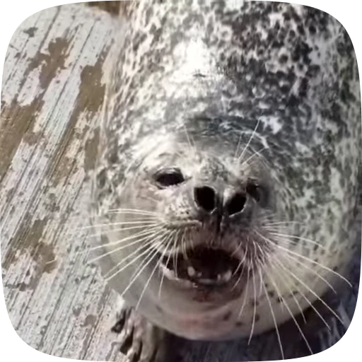 🦭 Стикер «Тюлени» для Telegram