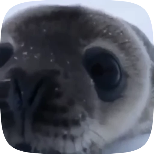 💋 Стикер «Тюлени» для Telegram