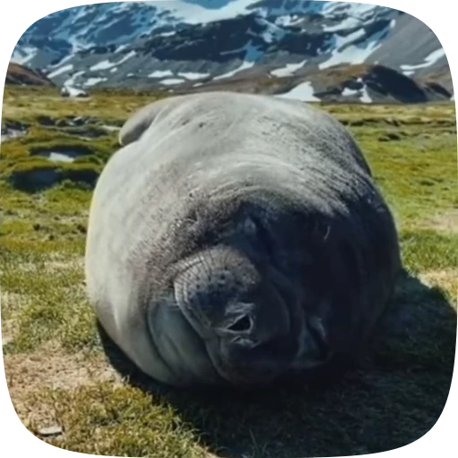 🤧 Стикер «Тюлени» для Telegram