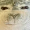 🦭 Эмодзи «Тюлени» для Telegram
