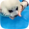 🦭 Эмодзи «Seal» для Telegram