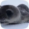 🦭 Эмодзи «Seal» для Telegram