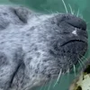 👃 Эмодзи «Seal» для Telegram