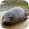 🦭 Эмодзи «Seal» для Telegram