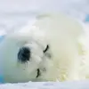 🦭 Эмодзи «Seal» для Telegram