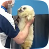 🦭 Эмодзи «Seal» для Telegram