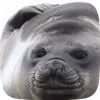 🦭 Эмодзи «Seal» для Telegram