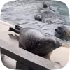 🦭 Эмодзи «Seal» для Telegram
