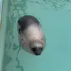 🦭 Эмодзи «Seal» для Telegram