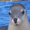 😁 Эмодзи «Seal» для Telegram