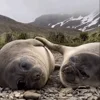 💆‍♀️ Эмодзи «Seal» для Telegram
