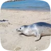 🦭 Эмодзи «Seal» для Telegram