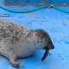 😜 Эмодзи «Seal» для Telegram