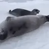😏 Эмодзи «Seal» для Telegram