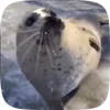🦭 Эмодзи «Seal» для Telegram