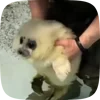 🦭 Эмодзи «Seal» для Telegram