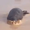 🤤 Эмодзи «Seal» для Telegram