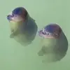 🦭 Эмодзи «Seal» для Telegram